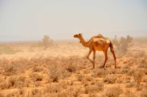 تغير المناخ بـ قارة إفريقيا