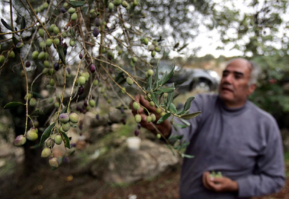 أشجار الزيتون في لبنان و ارتفاع درجات الحرارة