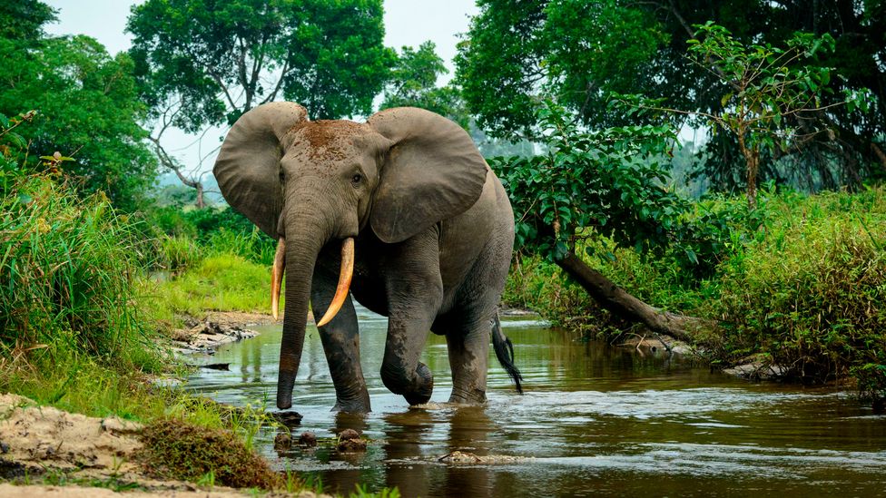 الفيلة و مستويات الكربون
