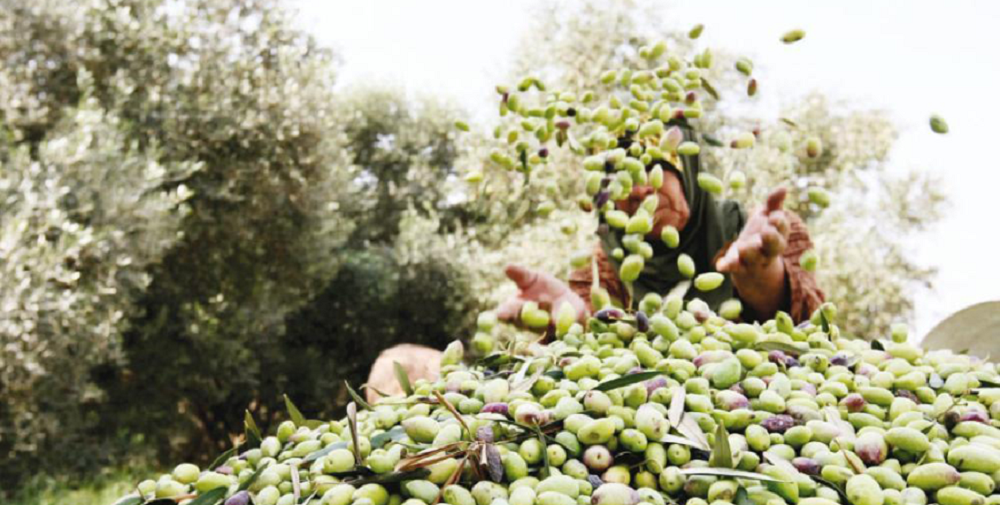 تغير المناخ و زراعة الزيتون في مصر