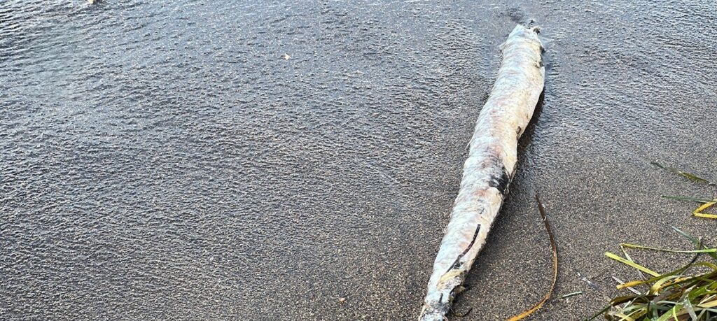 عمليات الصيانة وتنظيف السفن في تونس: القاتل الخفي في أعماق البحار